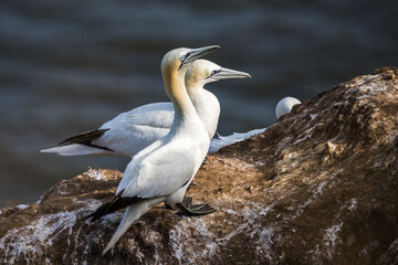 Northern gannet pair looking into the sunshine