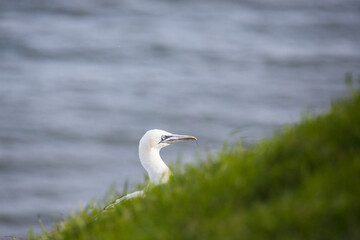 Northern gannet behind grass on the cliff top