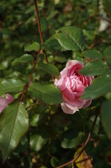 Light Pink Flower of Rose 'Wedgwood Rose' in Full Bloom
