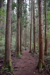 Fototapeta premium Woods