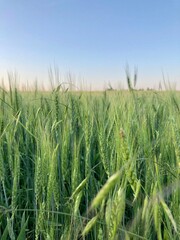 field of wheat in summer