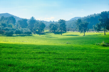 A beautiful landscape with a green mountain valley and green trees in sunlight in Troodos mountains, Cyprus