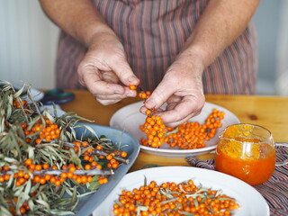 Picking sea buckthorn berries from branches. Hobby of an elderly woman, hands hold sea buckthorn berries.Protect ourselves from influenza.