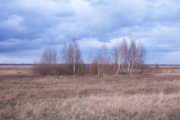 Small birch grove among yellow autumn grasses. Dramatic evening sky above the ground. Bright autumn landscape. Attractive nature.