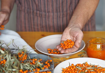 Picking sea buckthorn berries from branches. Hobby of an elderly woman, hands hold sea buckthorn berries.Protect ourselves from influenza.