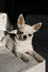 cane ritratto chihuahua