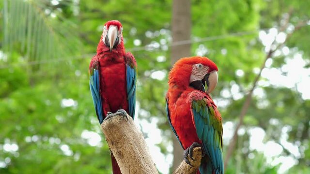 Two colorful parrots hanging on the dry tree branches in a shady of sky