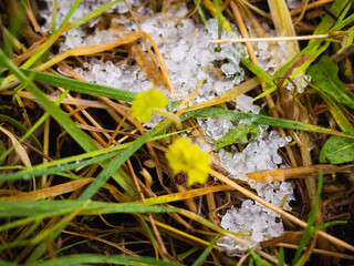 Snow flakes in a green grass. Concept winter season, Abstract nature background.