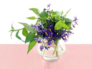  lila flowers Solanum nigrum plant in glass 