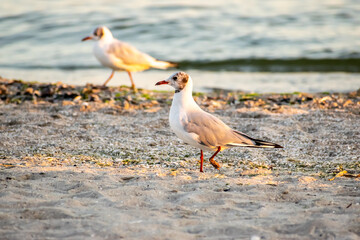 Seagulls on the beach