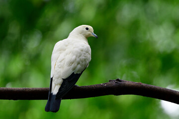 pied imperial pigeon (Ducula bicolor) beautiful white bird with black tail perching on tree branch