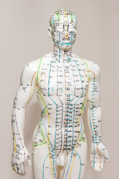 Oriental Medicine model in hospital. Plastic male acupuncture model. Traditional Chinese medicine. It is most often used to attempt pain relief