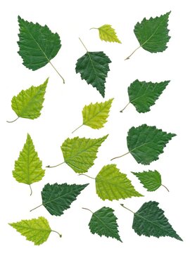 green leaves of birch tree isolated close up