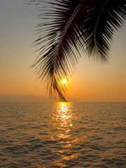Naklejka na ściany i meble A palm tree with large fronds at sunset in eastern Thailand.