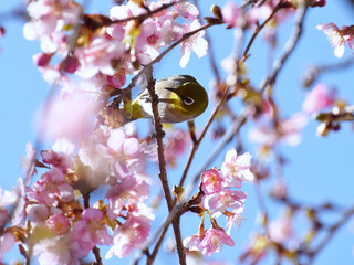 white-eyes sparrow on cherry tree / 河津桜にとまるメジロ