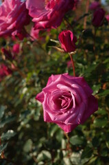 Light Purple Flower of Rose 'Wild Plum' in Full Bloom
