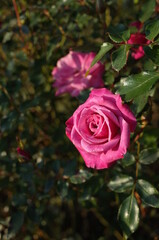 Light Purple Flower of Rose 'Wild Plum' in Full Bloom
