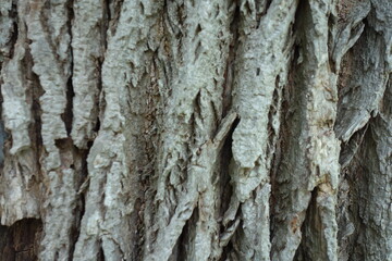 Obraz premium 北海道の田舎のグラフィック素材