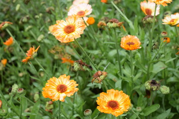 field of flowers