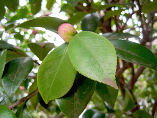 Pink camellia flower buds