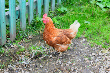 Huhn auf dem Bauernhof