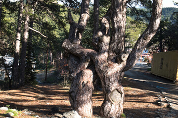 Scenic forest road in Troodos mountains, Cyprus, on a sunny day