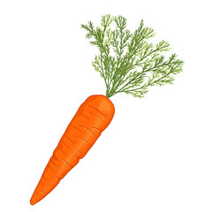 Cartoon Carrot isol on white