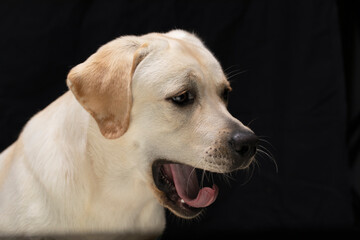 funny yawning tired Labrador retriever dog on black background