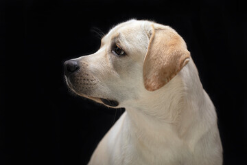 Young cute adorable labrador retriever profile portrait on black background