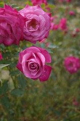 Light Purple Flower of Rose 'Wild Plum' in Full Bloom

