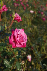 Light Purple Flower of Rose 'Wild Plum' in Full Bloom
