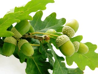 oak tree with seeds acorns scenic