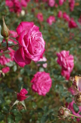 Light Purple Flower of Rose 'Wild Plum' in Full Bloom

