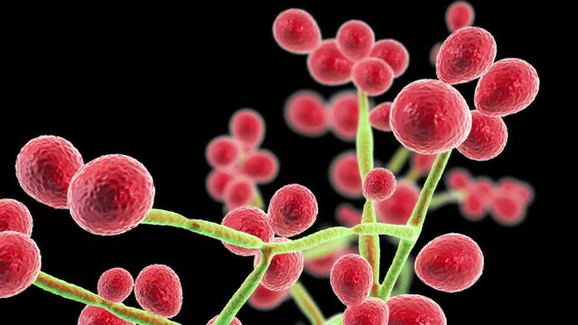 Candida fungi, Candida albicans, C. auris and other human pathogenic yeasts, 3D animation