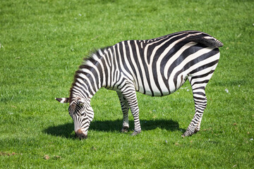 Fototapeta na wymiar Pregnant Grant's zebra