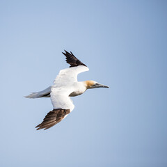 Northern gannet square crop
