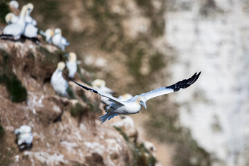 Northern gannet passing the rugged cliffs
