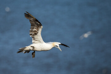 Fototapeta na wymiar Northern gannet flying above the top of the cliff