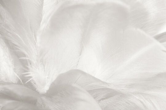  white feather wooly pattern texture background