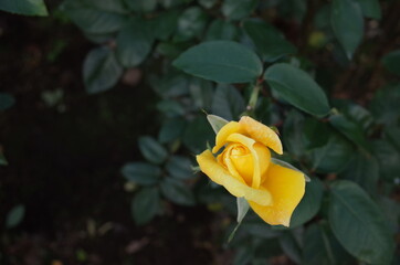 Yellow Flower of Rose 'Yellow Giant' in Full Bloom
