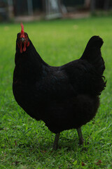 Black hen