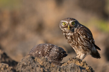 Little owl Athene noctua stands on a stone