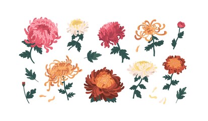 Set of gorgeous colorful peonies and chrysanthemums vector illustration. Collection of beautiful flowers with buds, stems and leaves isolated on white. Elegant blossom plants with design elements © Good Studio