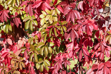 Beautiful autumn red tree leaves, wild grapes leaves. Autumnal leaves