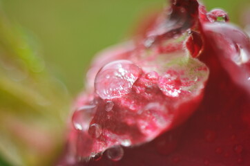 Detail of a red rose on a dark, reflective surface. The petals have droplets.