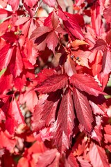 Beautiful autumn red tree leaves, wild grapes leaves. Autumnal leaves