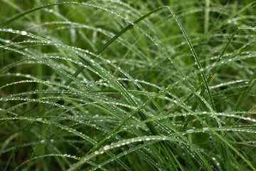 Transparent drops of water dew on fresh green grass in morning. Spring nature background with copy space