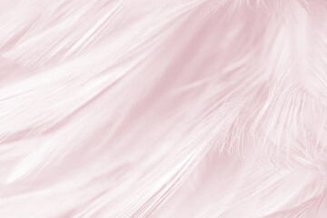 Beautiful violet feather pattern texture background , pastel color style