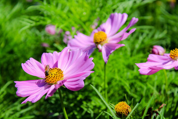 Obraz premium flowers in the garden