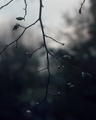 travel photography, a silhouette of tree branch  with leaves close-up against a light sky, processing in a vintage style, in a blue tone